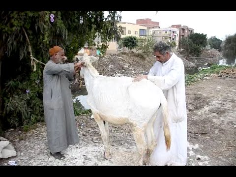 بالفيديو ..  تعرف على حلاق الحمير: "ماحيلتيش حاجة في الدنيا إلا المقص"