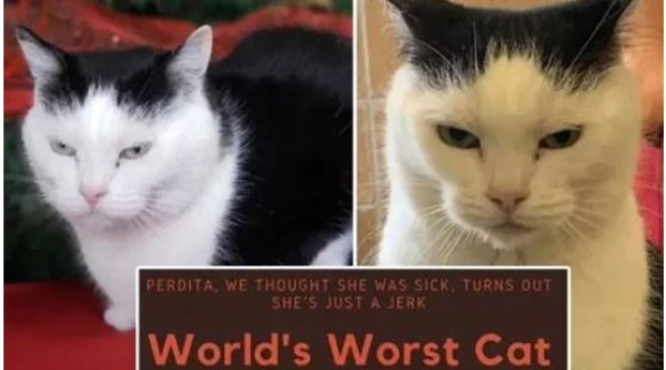 عرض "أسوأ قطة في العالم" للتبني مجاناً ..  تعرف على طباعها المخيفة 