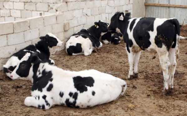 حكم زكاة البقر المعدة لإدرار الحليب