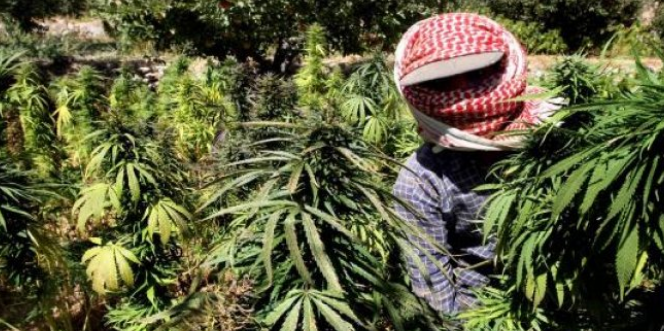 جدل في لبنان بعد موافقة البرلمان على زراعة الحشيش