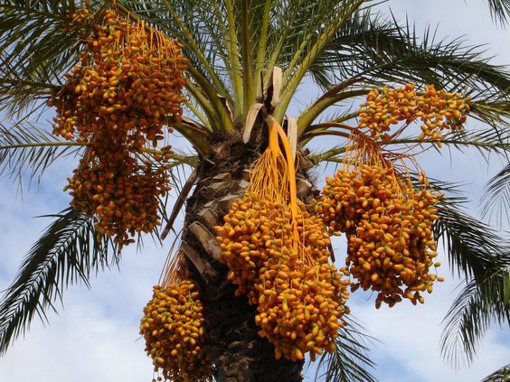 تفسير رؤية قنو النخل في المنام
