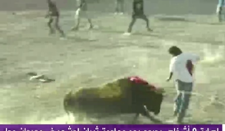 بالفيديو  ..  اصابة 9 اشخاص بعد مهاجمة قطيع من "الثيران" الجمهور