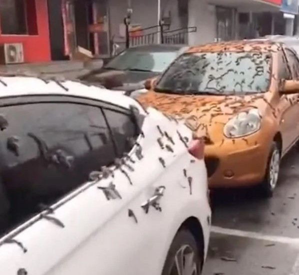 بالفيديو ..  سقوط مريب لـ ديدان يثير الرعب في الصين ..  ما القصة؟