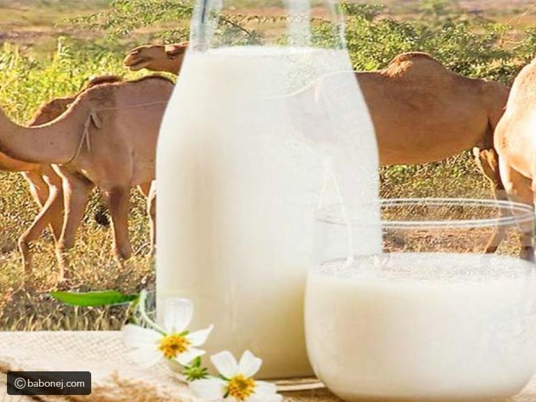 فوائد حليب الجمل وقيمته الغذائية