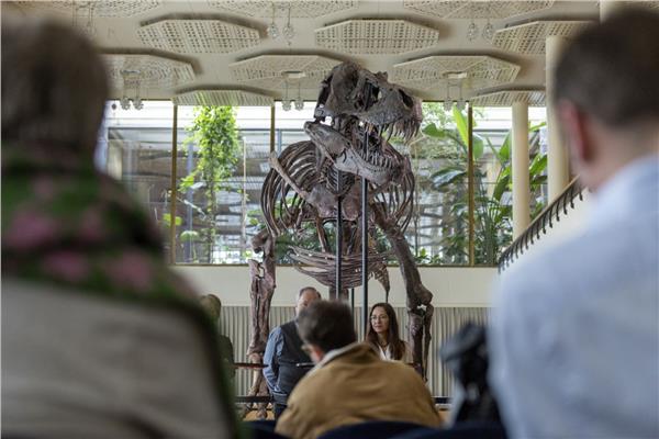 هيكل عظمي نادر من طراز T-Rex يتعرض للمطرقة في سويسرا