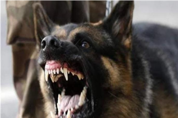 مصر: كلب مسعور يعقر 12 شخصا بينهم أطفال 