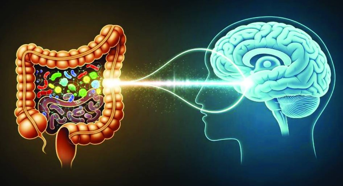 شيخوخة الأمعاء تزيد تدهور القدرات الإدراكية