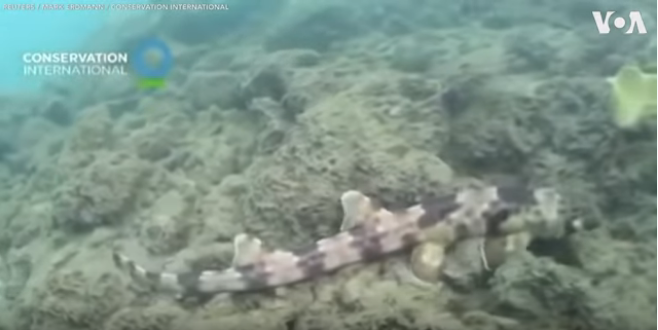 اكتشافٌ مذهل ..  سمكة قرشٍ "تمشي" في قعر المحيط!(فيديو)