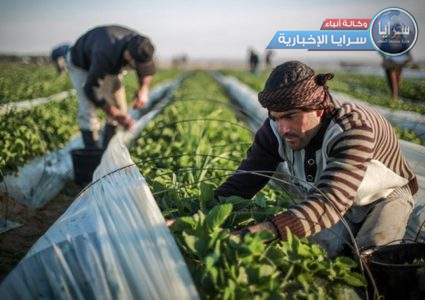 تعويض المزارعين المتضررين من جفاف "الوالة" بكلفة قد تصل الى 500 ألف دينار 