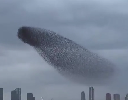 بالفيديو ..  سرب ضخم من الطيور تحلّق في سماء تركية 