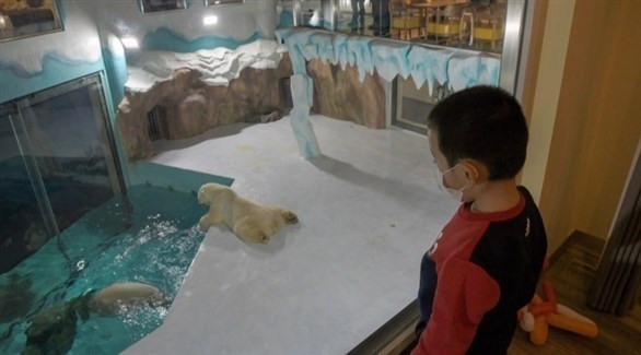 فندق بالصين يتيح للنزلاء فرصة العيش مع الدب القطبي