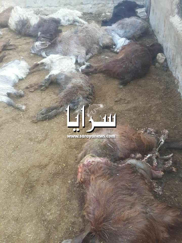 بالصور ..  "ضبع" ينهش اكثر من 25 رأس غنم في الزرقاء والأهالي يناشدون تخليصهم من الحيوانات الضارية