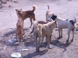 القويسمة وشفا بدران وأحد أكثر المناطق تضرراً من الكلاب الضالة 