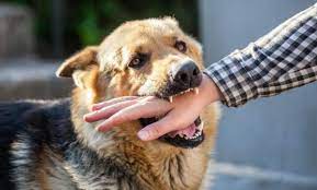 الصحة: 2322 حالة عقر بسبب الكلاب الضالة منذ بداية العام الحالي 