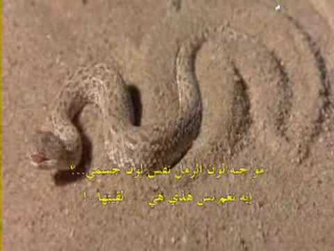 بالفيديو ..  دهاء  أفعى “أم جنيب” فى اصطياد فريستها