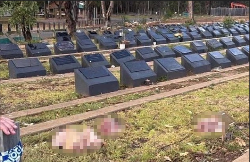 تدنيس مقبرة إسلامية في سيدني برؤوس خنازير  - (صور)