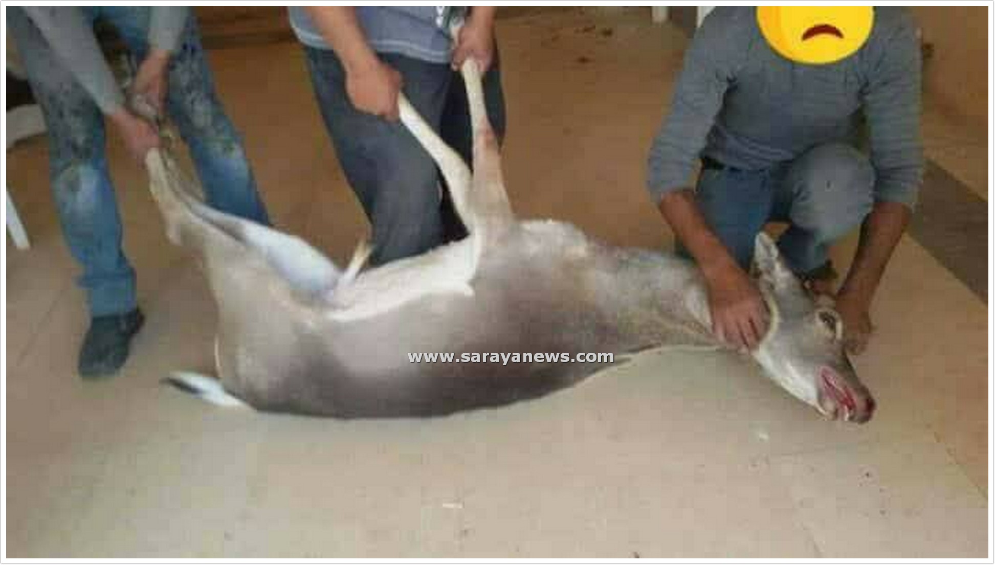 بالصور  ..  نائب متورط بقضية غزلان جرش و نشطاء يفضحون صوراً له اثناء ذبح احداها داخل منزله