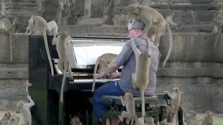 شاهد ما حصل مع عازف بيانو حاول عزف مقاطع من الموسيقى الكلاسيكية لمجموعة من القردة في تايلاند