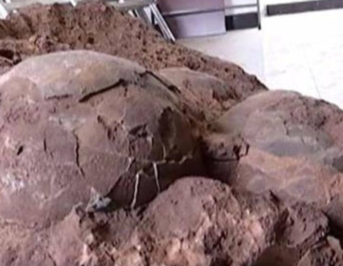 حادثة غريبة  .. خرجوا في نزهة وعادوا ببيض عمره 145 مليون سنة