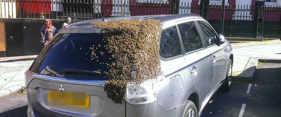 بالصور  ..  سرب هائل من النحل يحاصر سيارة لإنقاذ الملكة في بريطانيا 