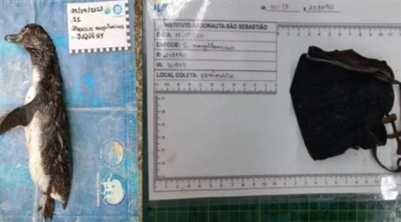 العثور على بطريق نافق في البرازيل عقب ابتلاعه قناع "إن 95" الطبي