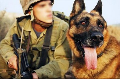 القدس ..  قوات الاحتلال تقتحم منزلاً برفقة كلاب