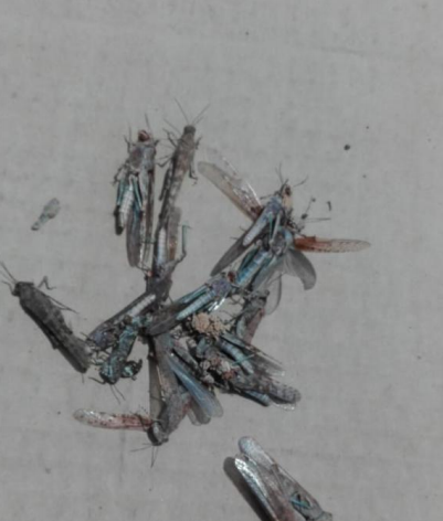 "الزراعة" لسرايا : هذه حقيقة وجود "الجراد "على الاراضي الاردنية  .. "تفاصيل"