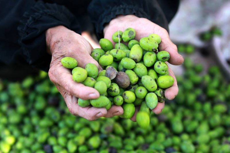 تفسير رؤية جمع الزيتون  