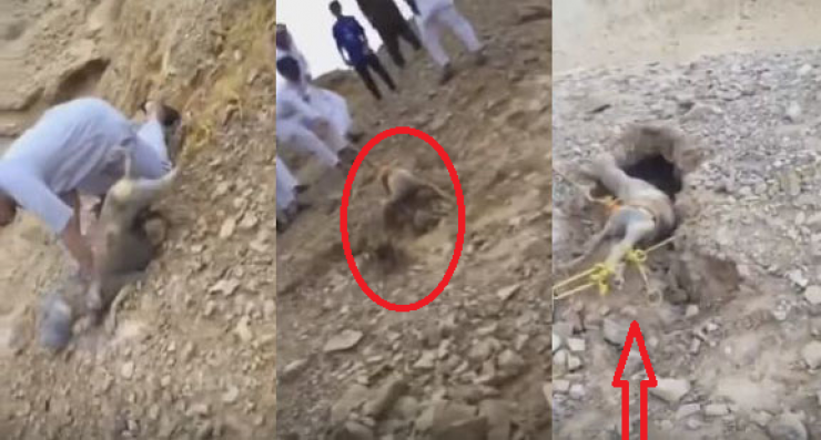 بالفيديو ..  10 رجال من أجل القبض على حيوان "الشيب" النادر