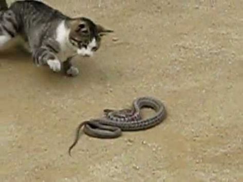قطة تنتقم لصديقتها وتقتل ثعباناً 