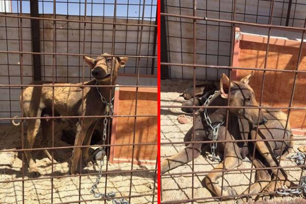 القبض على حيوان "شيب" المفترس شمال بريدة
