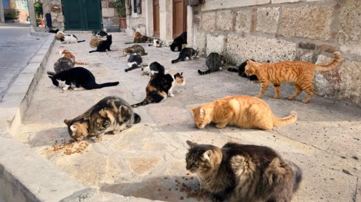 طفل يشعل غضب الجزائريين ..  شنق وعذب 15 قطا