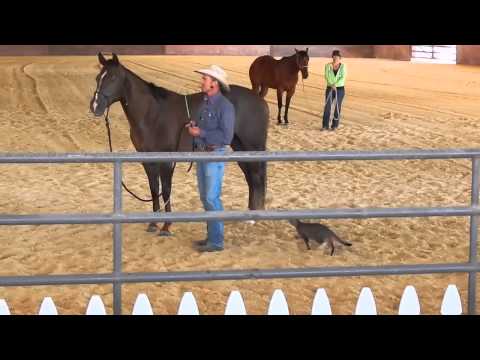 بالفيديو.. قطة تهاجم حصاناً أثناء عرضه للمزاد العلني