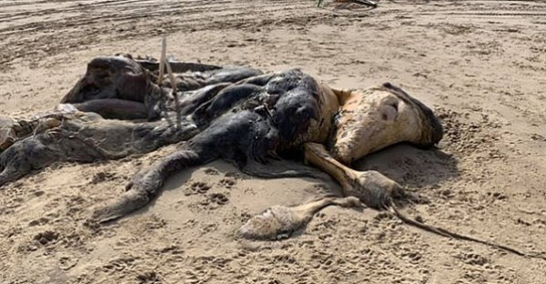 أثار الرعب ..  العثور على مخلوق طوله 15 قدما في بريطانيا