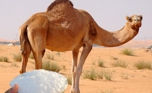 تعرف على فوائد حليب الإبل العديدة