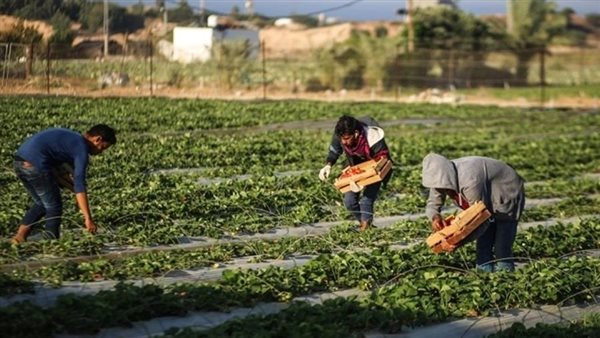 مزارعون: أزمة النقل ونقص البرادات يهددان الموسم الزراعي ..  ونلوّح باللجوء إلى الديوان الملكي