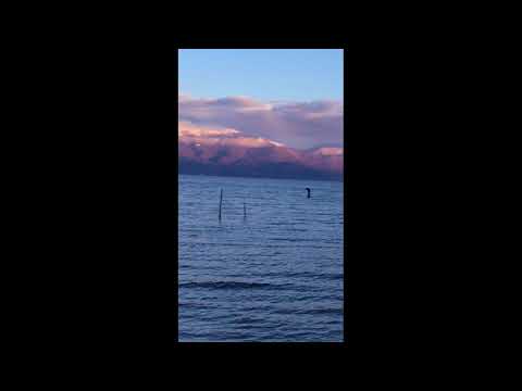 بالفيديو  ..  ظهور وحش غريب في احد البحيرات 
