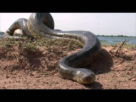 بالفيديو ..  أفعى اناكوندا ضخمة  تهاجم رجل و تحاول ابتلاع يده 