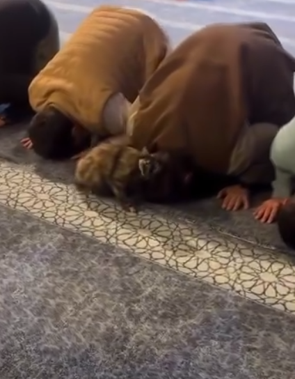 قطة تأنس بسكينة المصلين وتختار ركناً هادئاً بجوار أحدهم ..  فيديو
