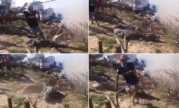 بالفيديو  ..  حركة استعراضية كادت تقتل رجلاً بين فكي تمساح ضخم