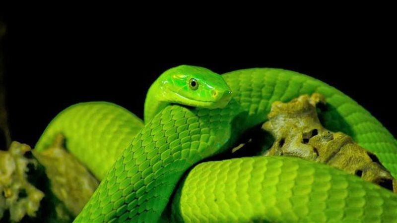 تفسير رؤية الأفعى الخضراء في المنام 