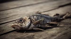 تفسير حلم السمك الميت 