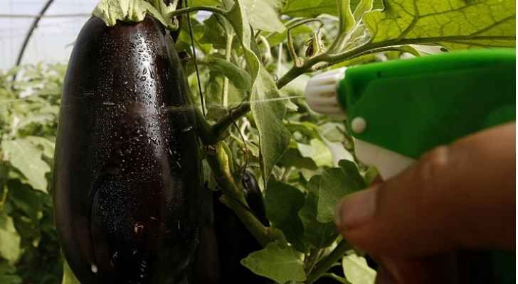 صحيفة ألمانية: الباذنجان "غذاء خارق" ..  وهذه فوائده
