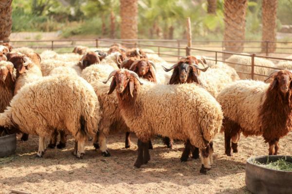 تصدير 30 الف رأس من الأغنام للخليج