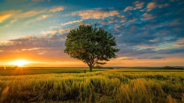 الاستماع إلى أصوات الطبيعة يمكن أن يحسن صحتك العقلية