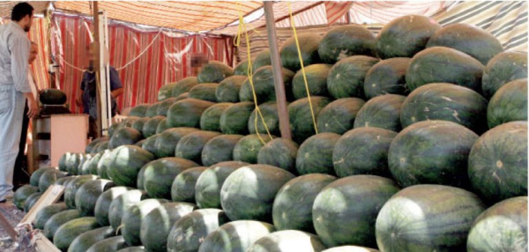 نقابة تجار ومصدري الخضار والفواكه : البطيخ المعروض ليس "مهرمنا" وجودته عالية