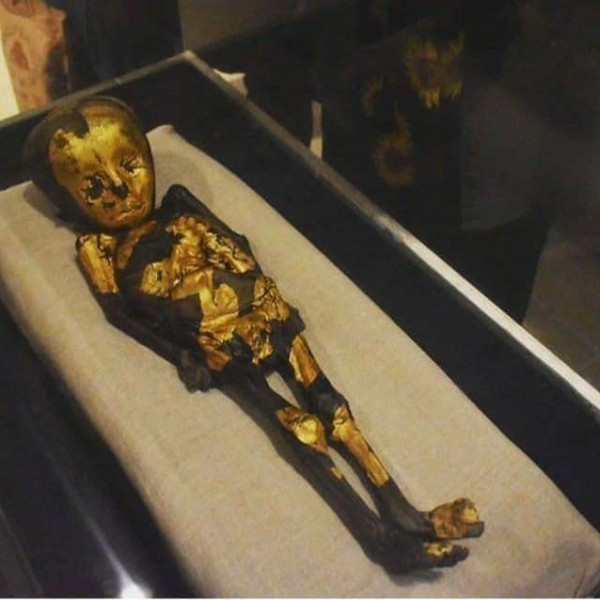 بالصور ..  مومياء "الطفل الذهبي" تدهش زائري معرض إعادة اكتشاف الموتى