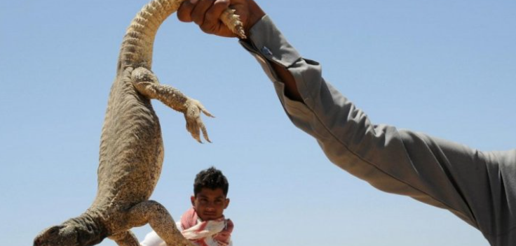 سعوديون يبدأون موسم صيد "الضبان" لتزيين موائدهم بلحمه ..  صور