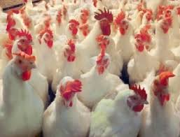 11 مليون طير دجاج بيعت في اول اسبوعين من رمضان 