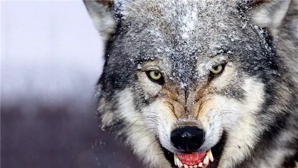 تفسير رؤية الذئب 